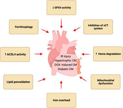 Role of ferroptosis in the pathogenesis of heart disease